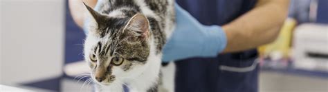 THE BEST 10 Veterinarians in NINNESCAH, KS .